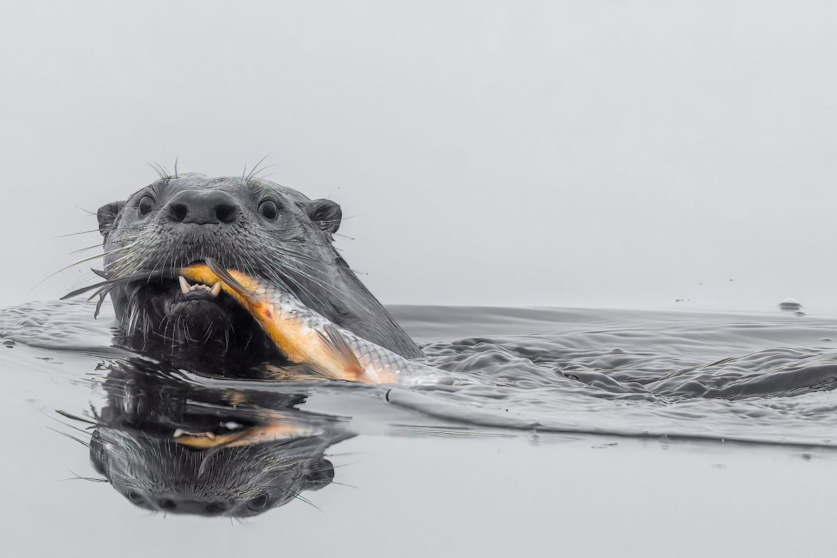 LBreakfast in the Fog