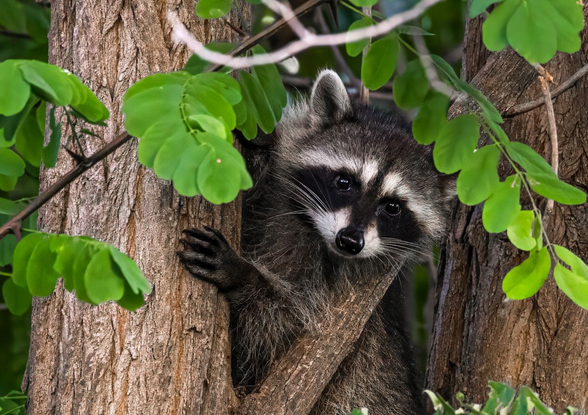 Curiosity in the Canopy