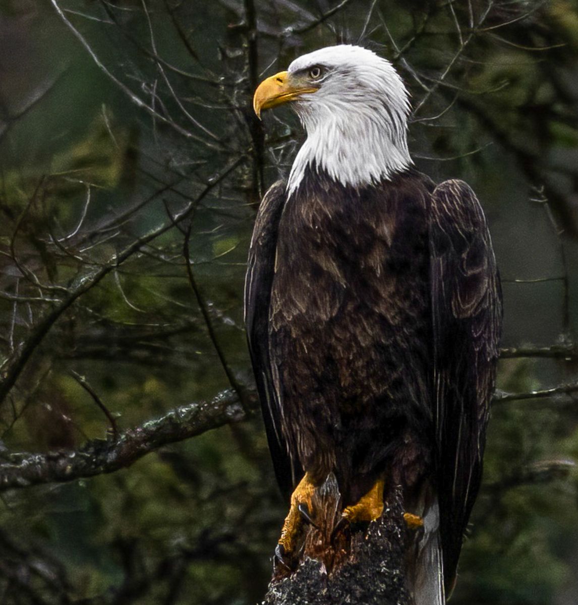 Unblinking Authority