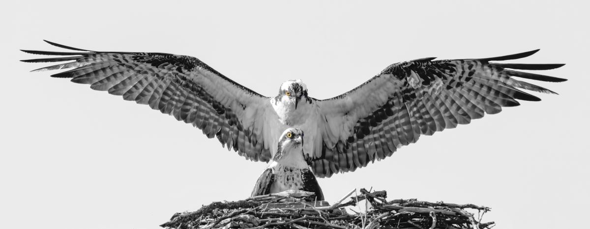 Osprey Pair