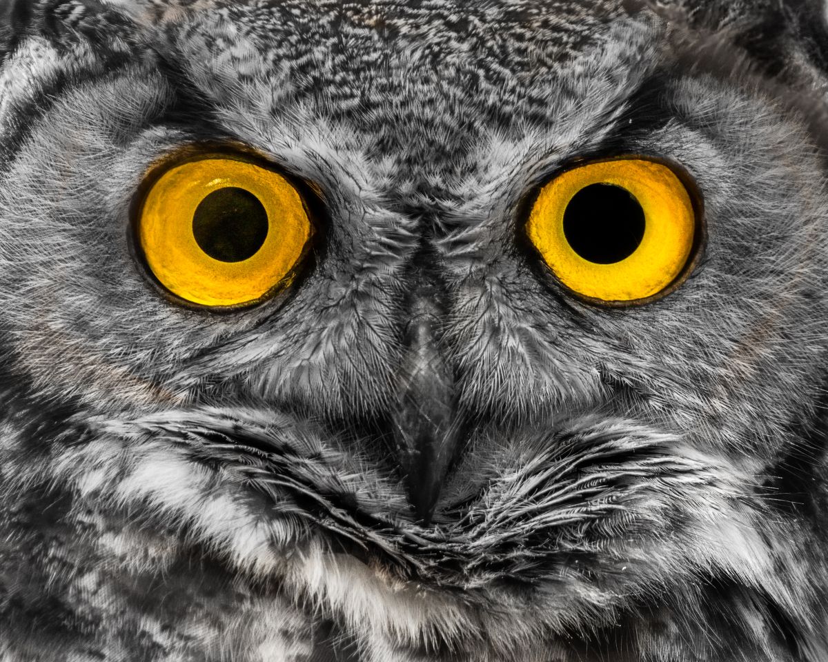 Eyes of the Silent Hunter