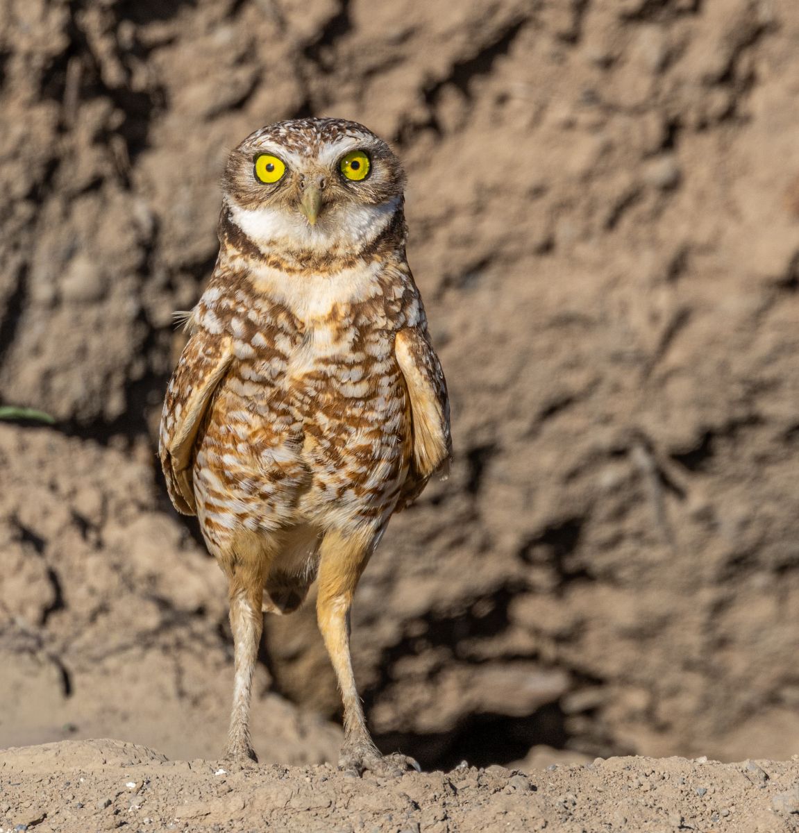 Guardian of the Dust