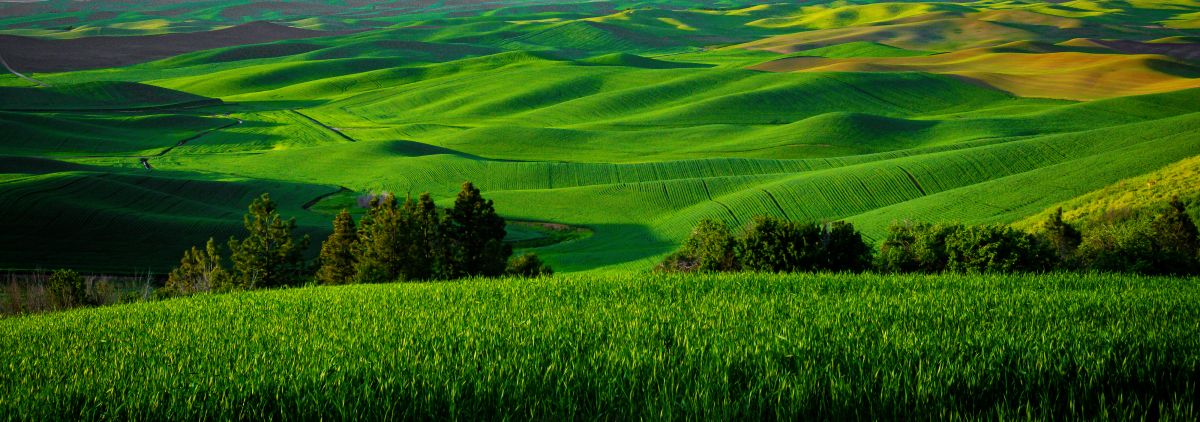 Emerald Waves of the Palouse