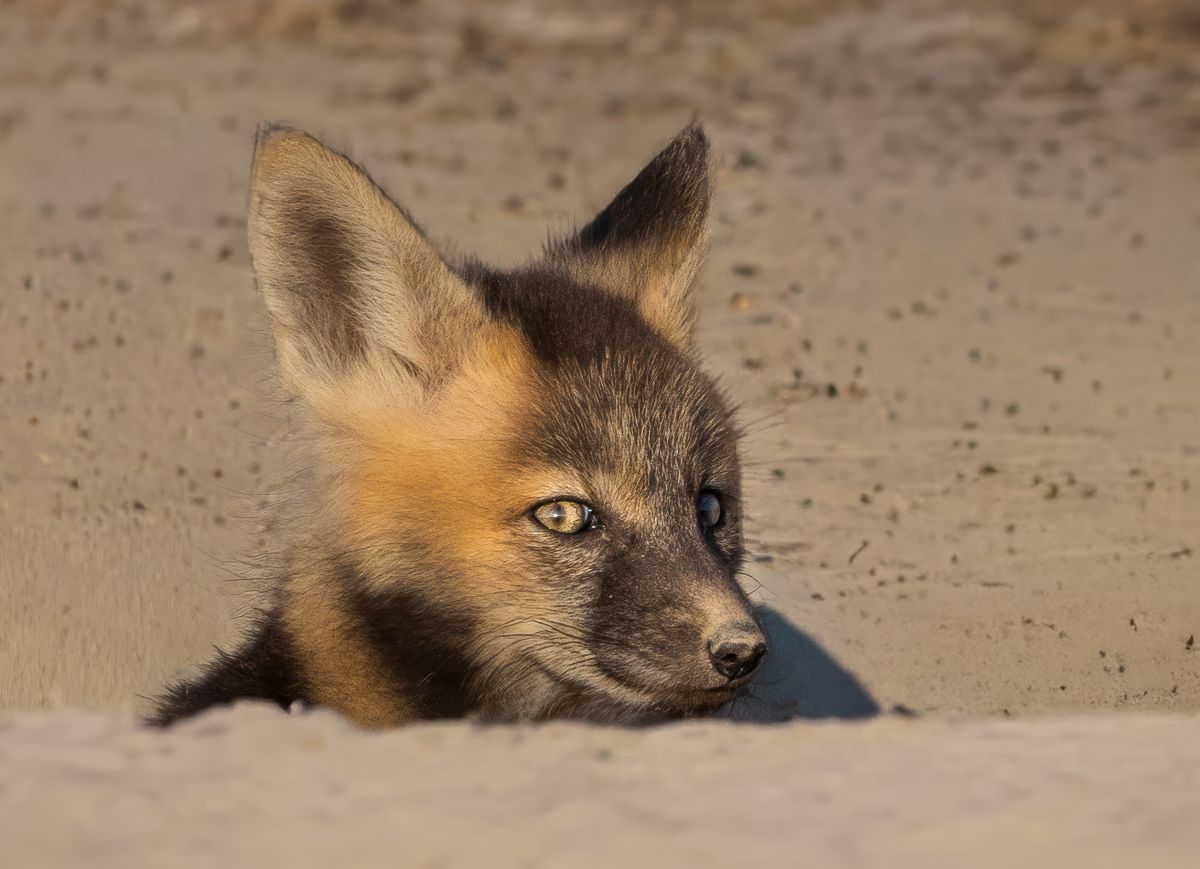 Eyes in the Sand