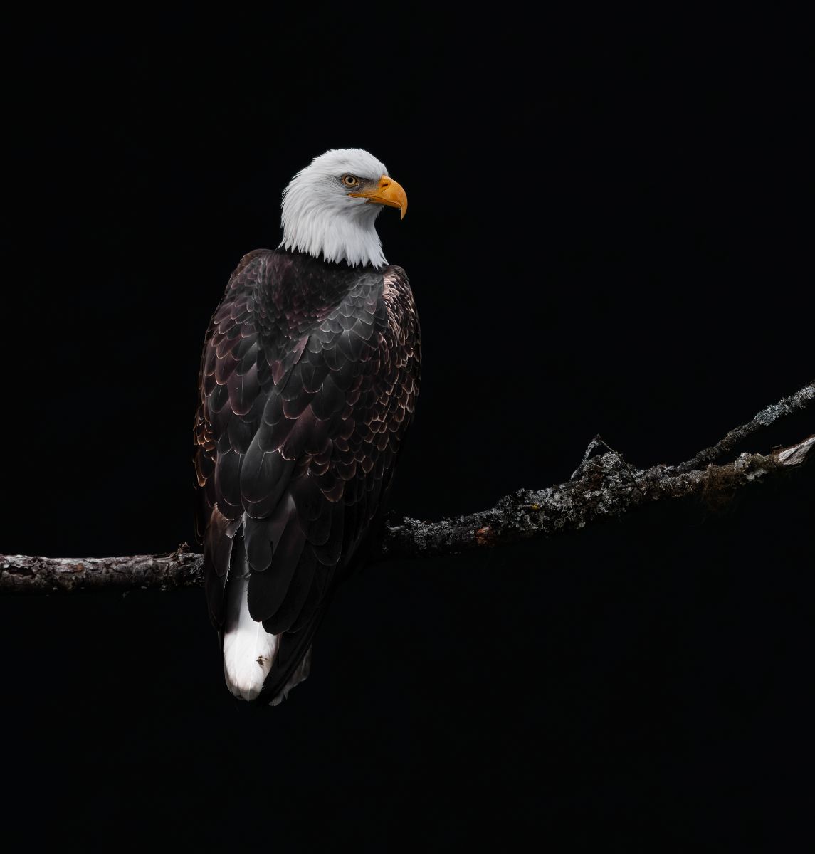 Sentinel of the Silence