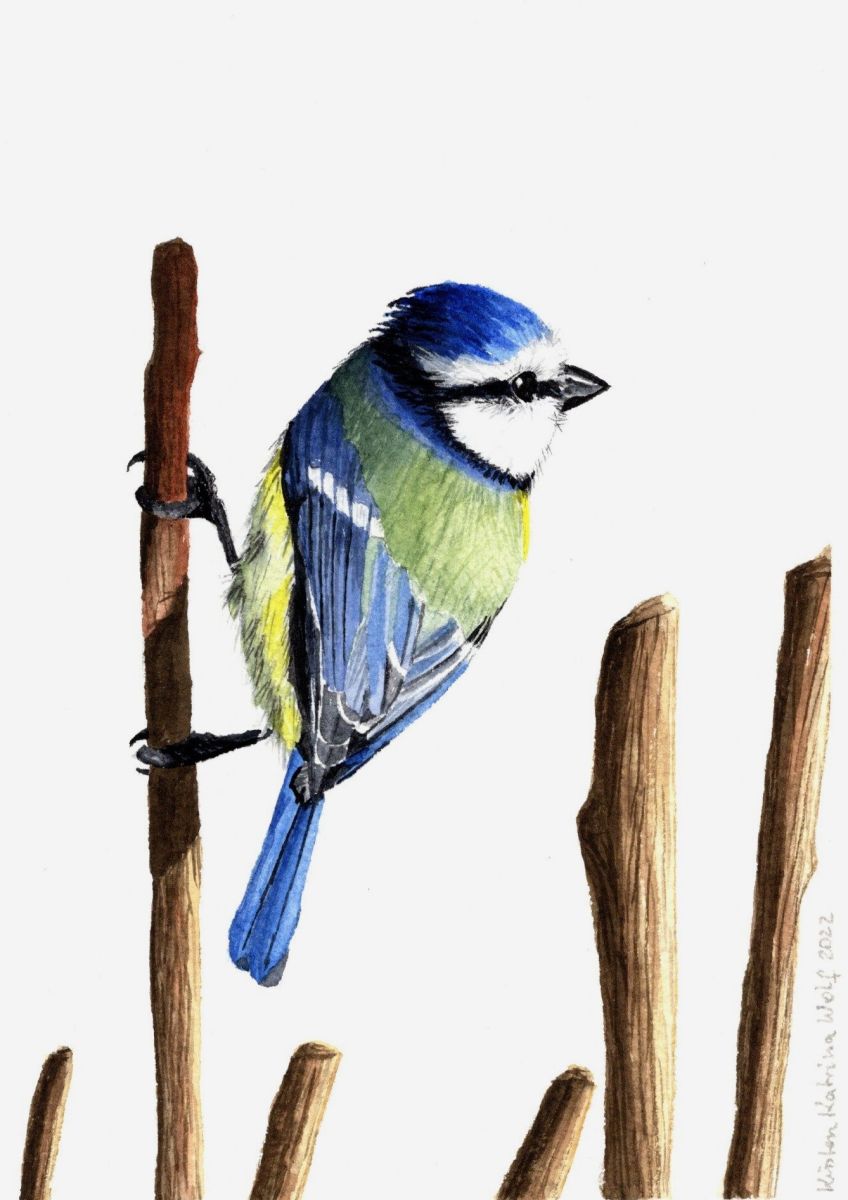 Blue Tit 2
