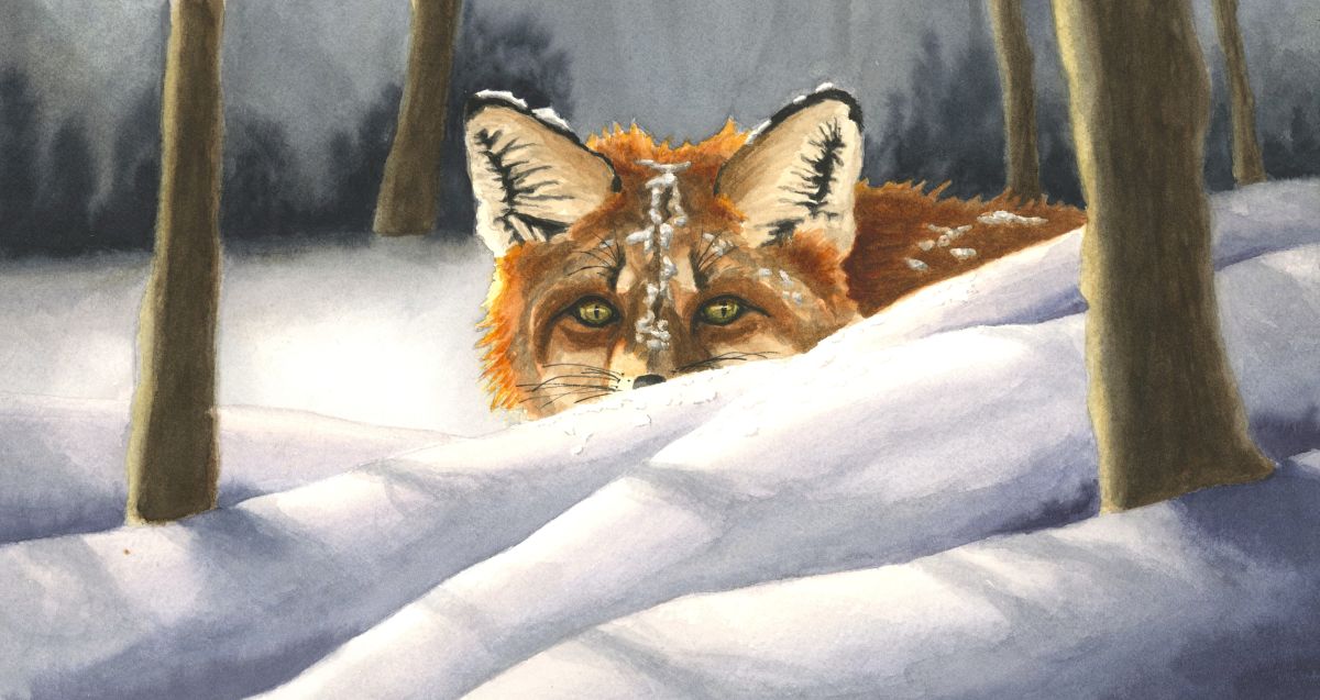 Fox in the Snow