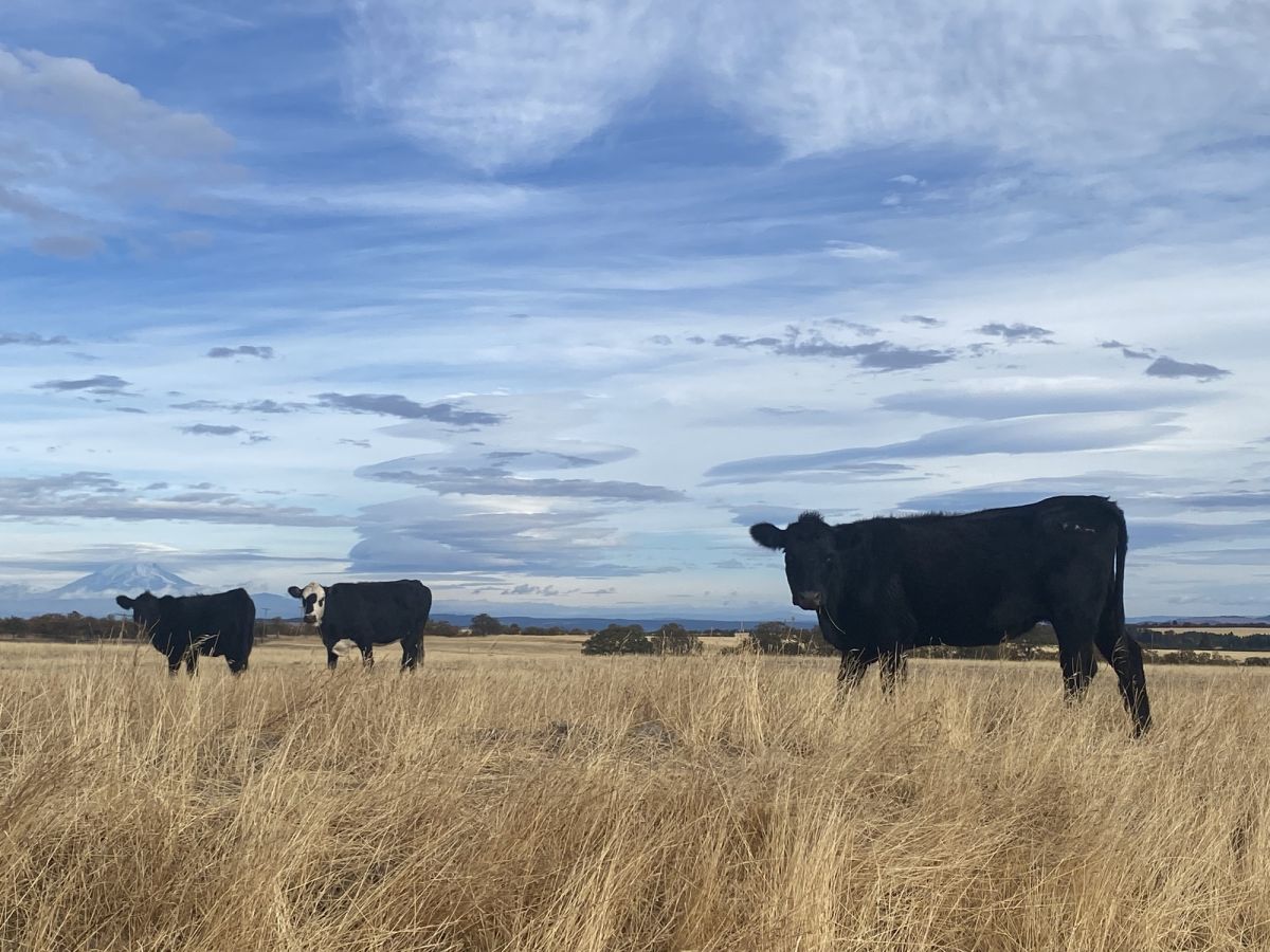 Cows in The Dalles, Oregon