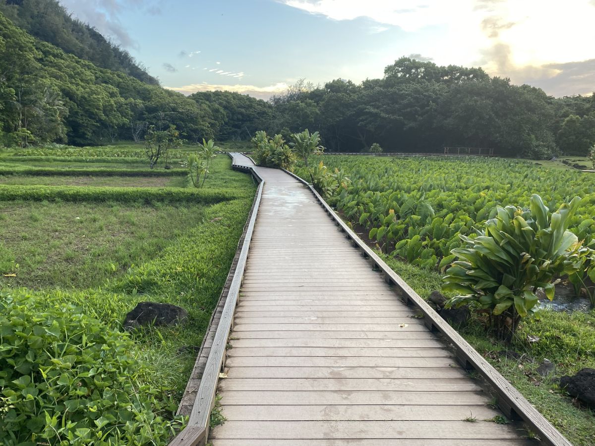 A Walk In Kauai in Hawaii