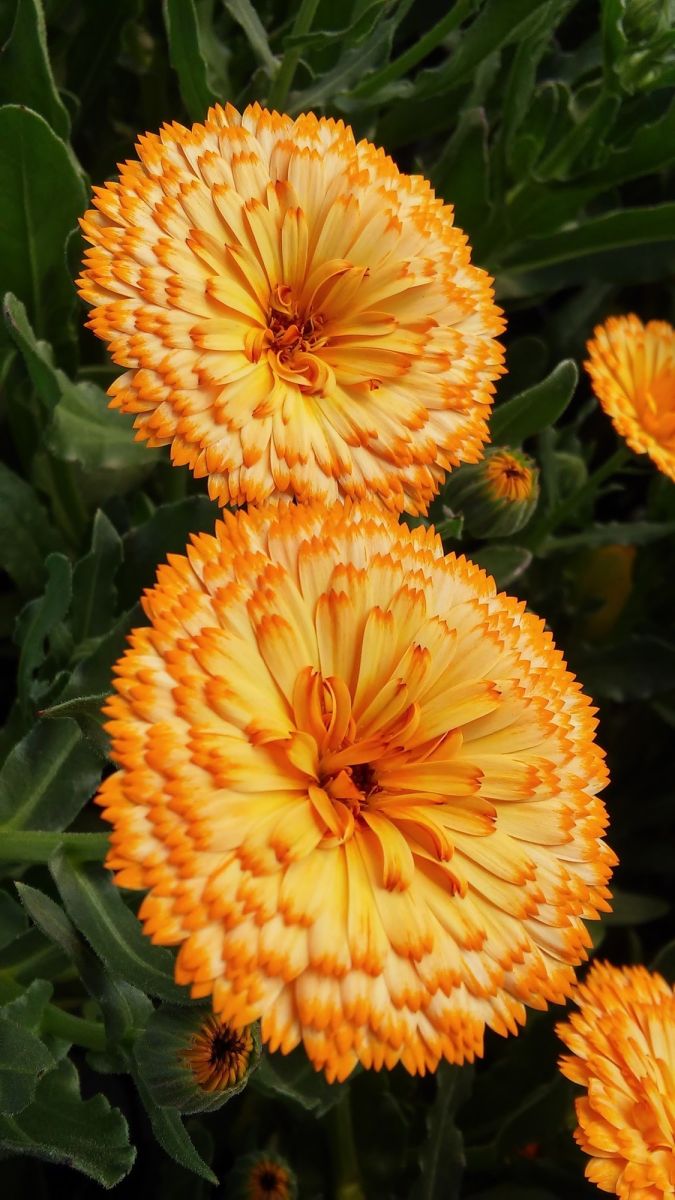 Three yellow flowers