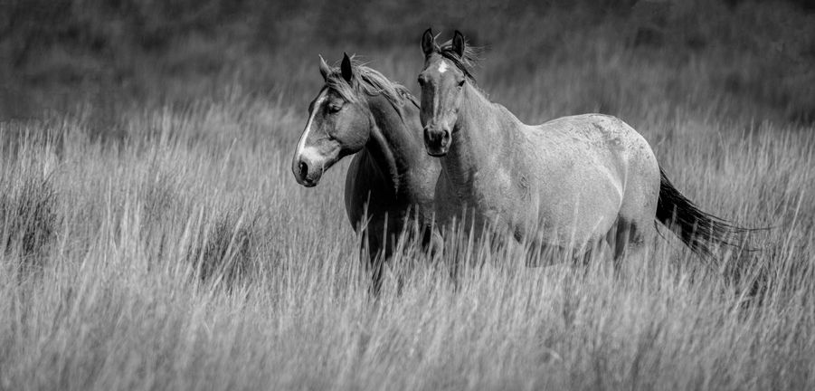 Rodeo Horses