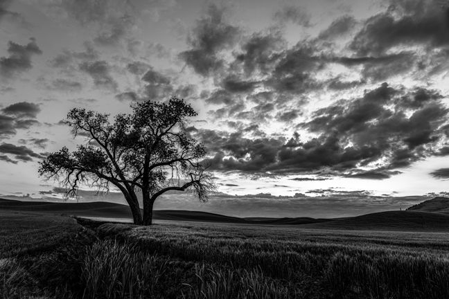 Blue Hour Sunrise in Black and White