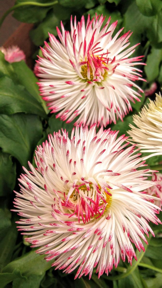 Two white flowers