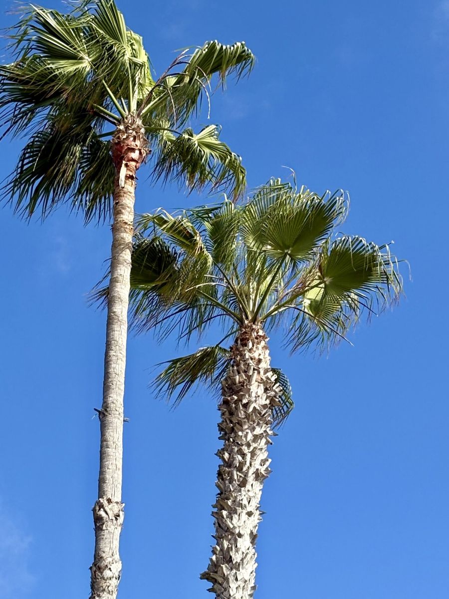 Laguna Beach