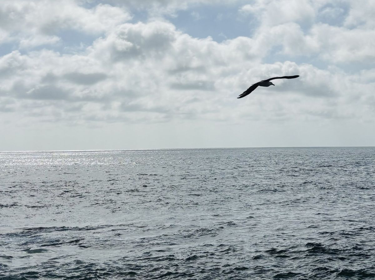 Freedom