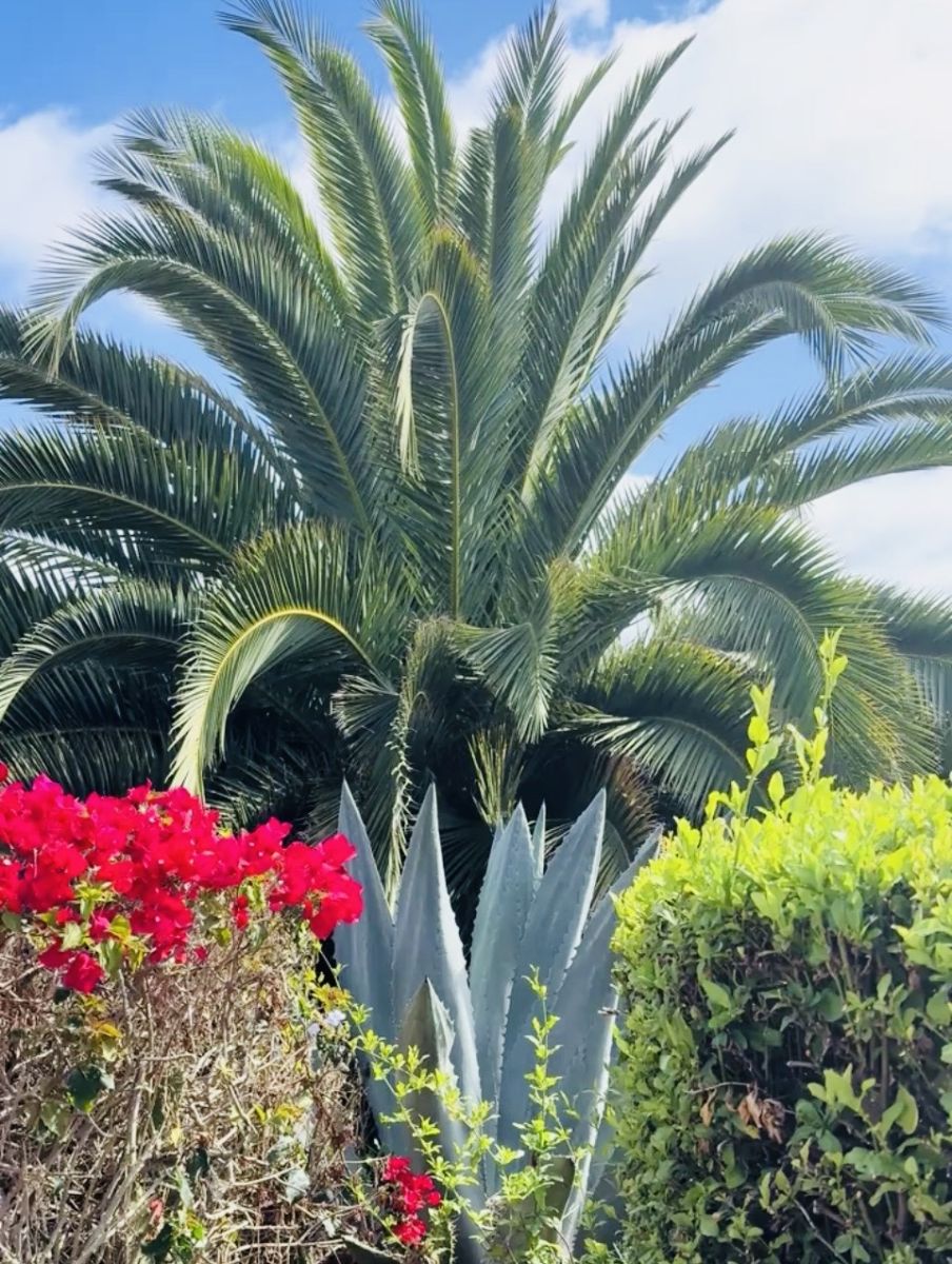 Take the Pause: A Magical Moment at Laguna Beach
