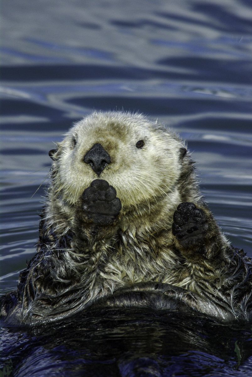 “Who Me!”
