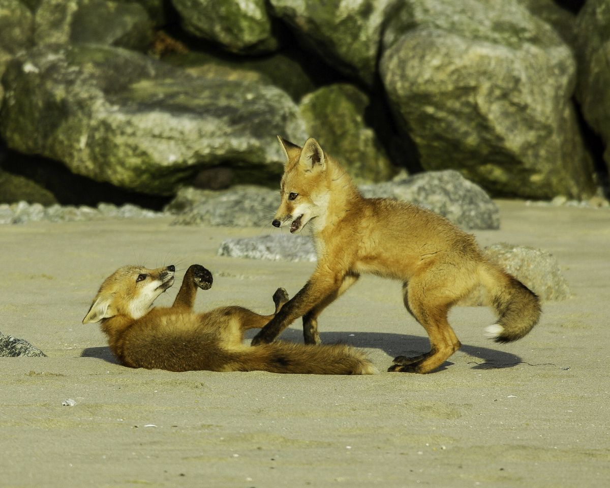 “Play Time!”