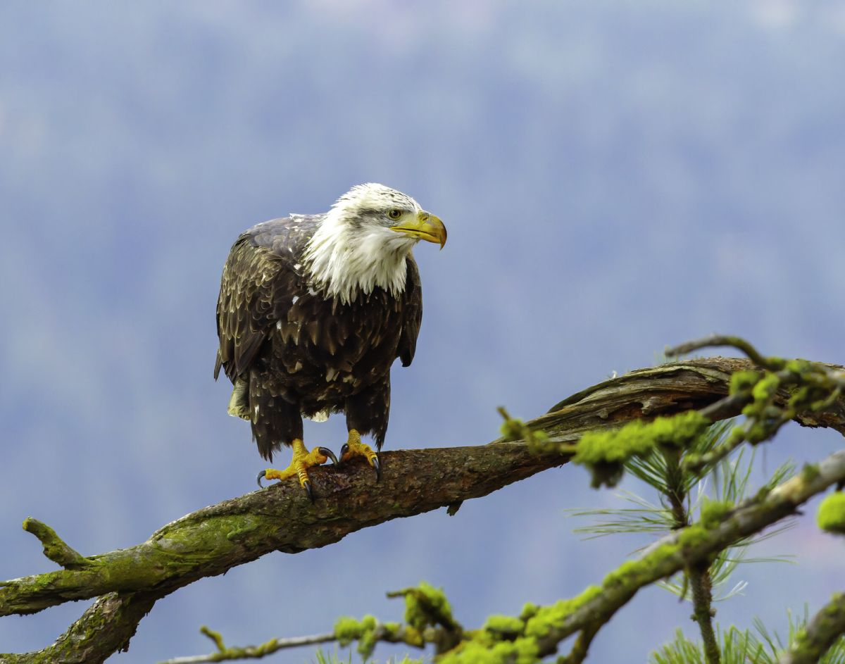 Bald Eagle